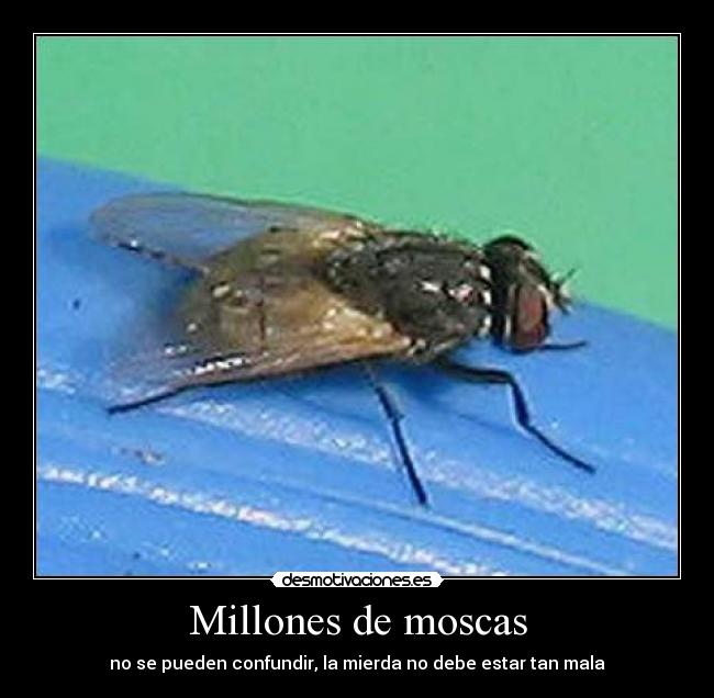 Millones de moscas - no se pueden confundir, la mierda no debe estar tan mala