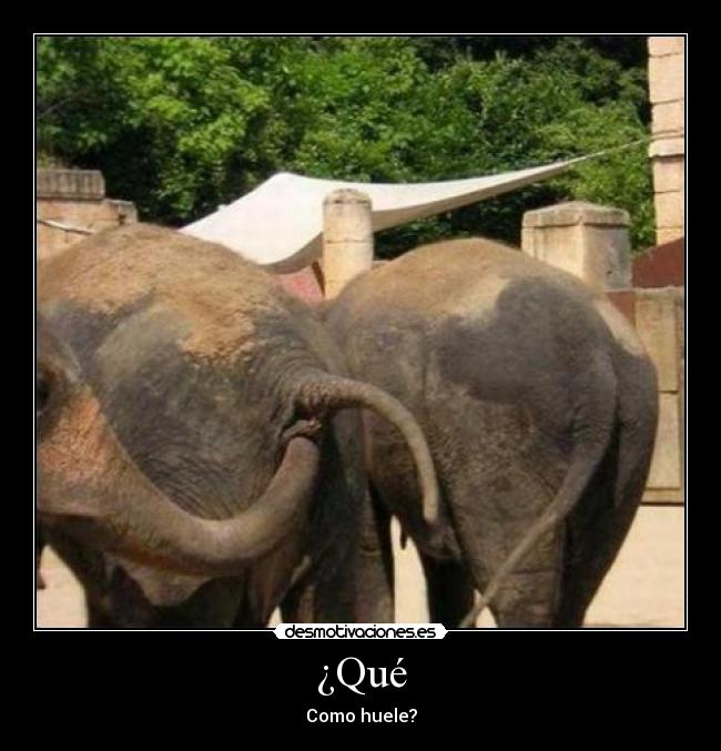 ¿Qué - Como huele?