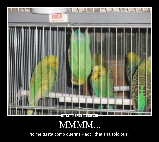 MMMM... - No me gusta como duerme Paco...thats suspicious...
