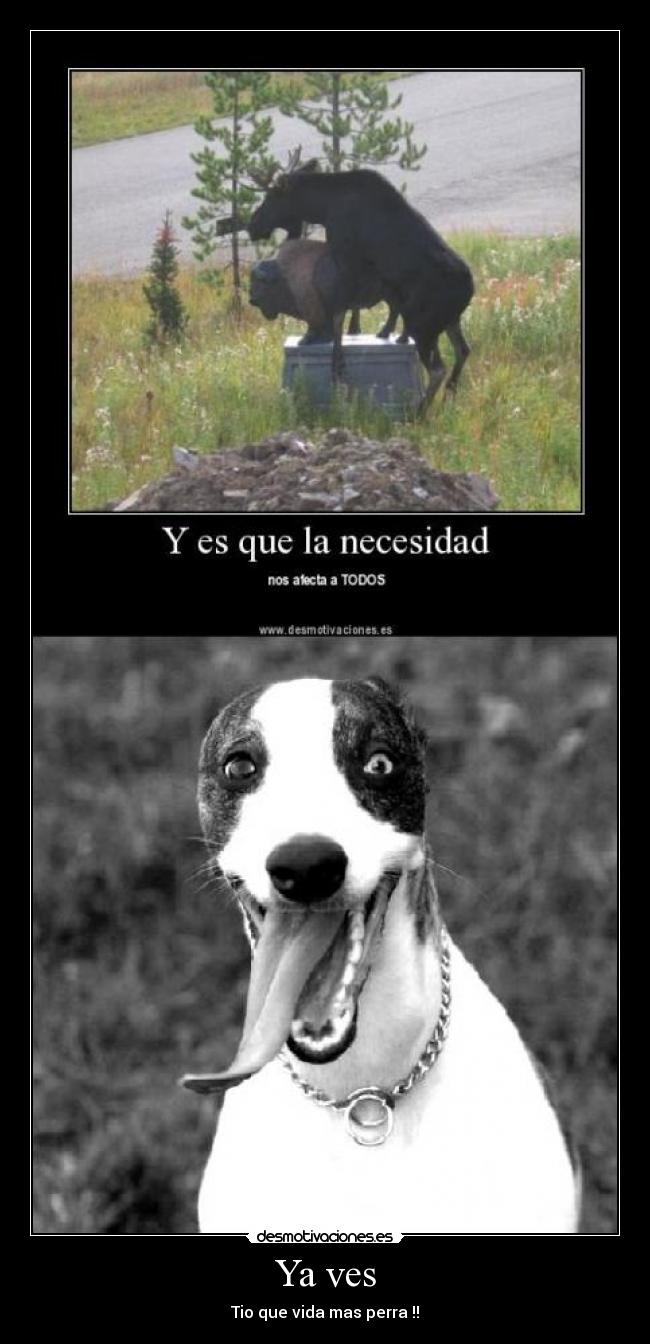 Ya ves - Tio que vida mas perra !!