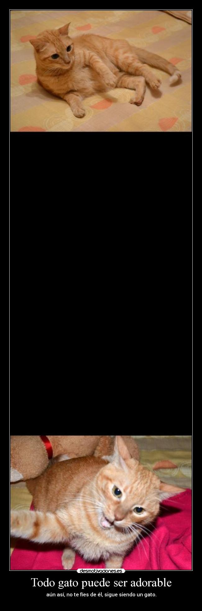 Todo gato puede ser adorable - aún así, no te fíes de él, sigue siendo un gato.
