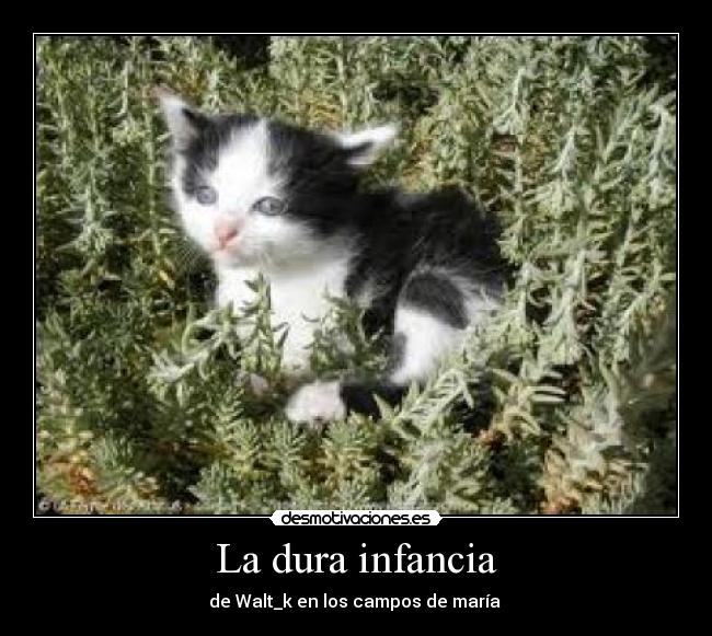La dura infancia - de Walt_k en los campos de maría
