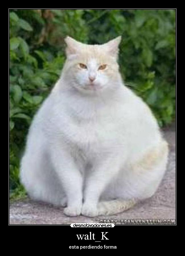 walt_K - esta perdiendo forma