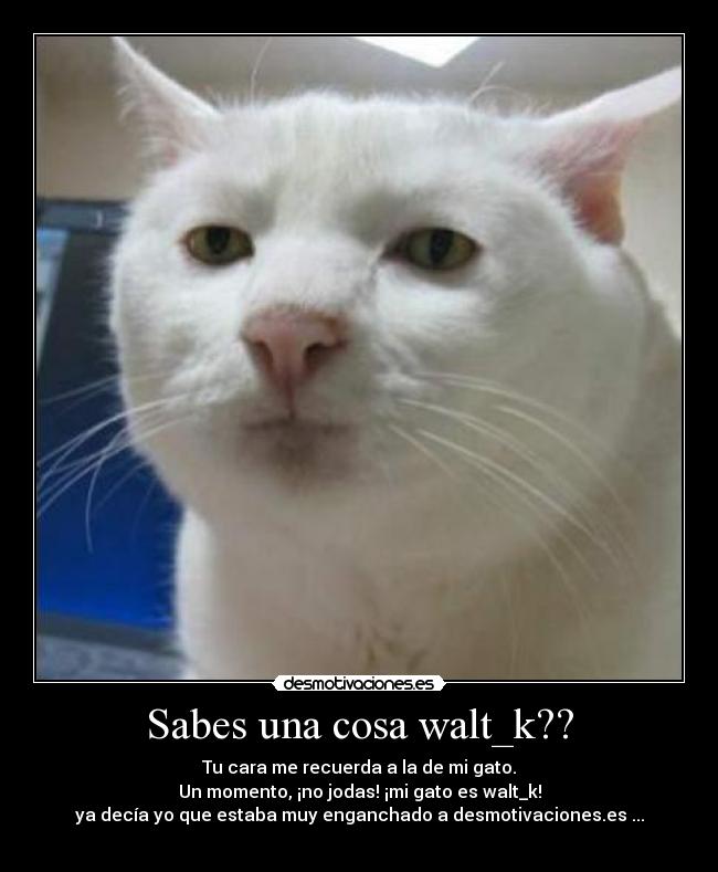 Sabes una cosa walt_k?? - Tu cara me recuerda a la de mi gato.
Un momento, ¡no jodas! ¡mi gato es walt_k!
ya decía yo que estaba muy enganchado a desmotivaciones.es ...
