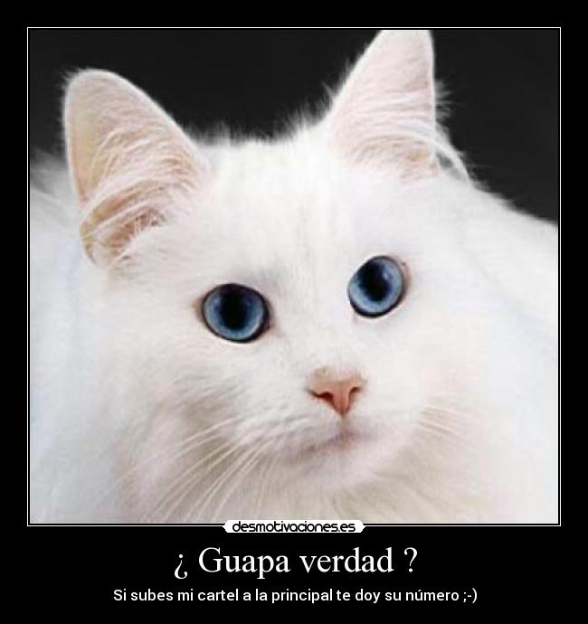 ¿ Guapa verdad ? - 