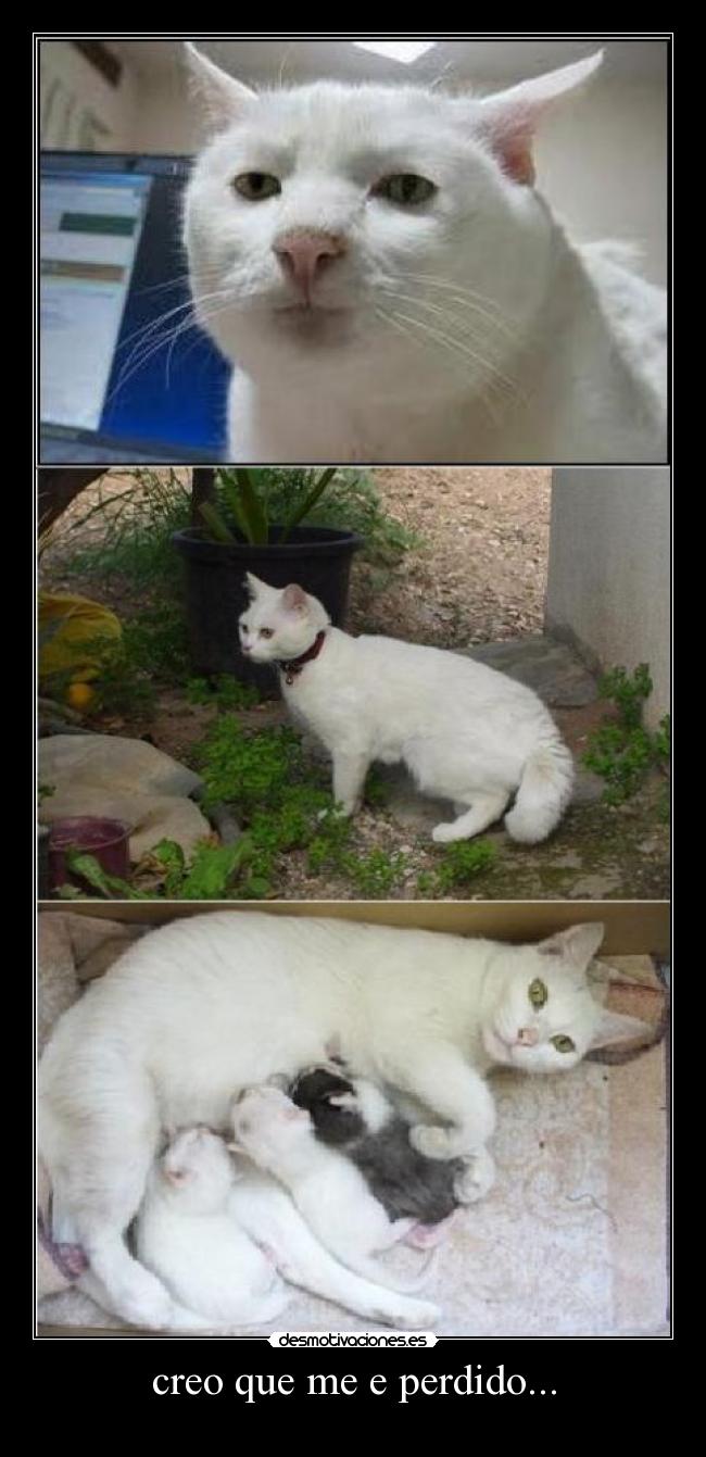 creo que me e perdido... - 