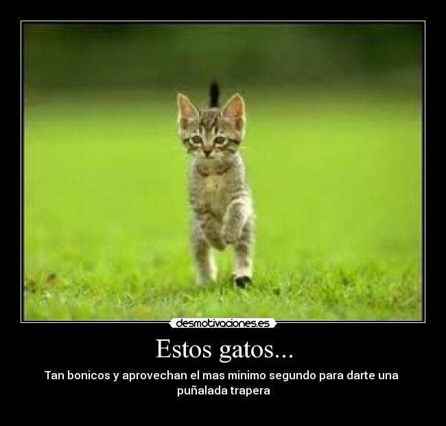 Estos gatos... - 