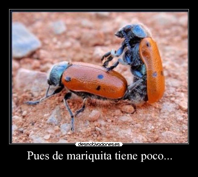 Pues de mariquita tiene poco... -