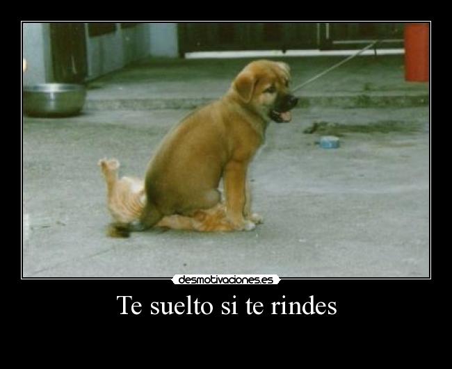 Te suelto si te rindes - 
