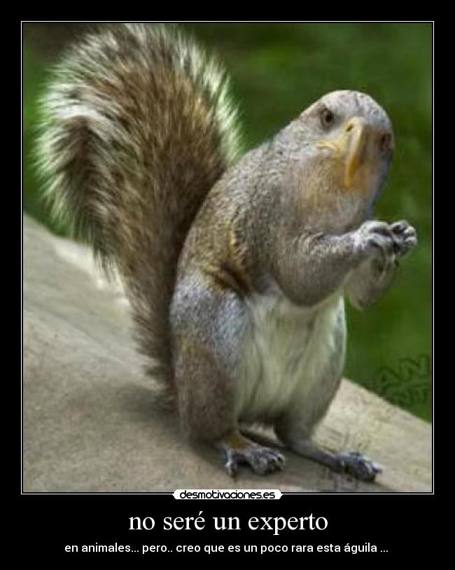no seré un experto -