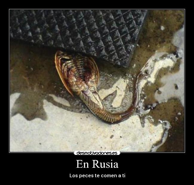 En Rusia - Los peces te comen a ti