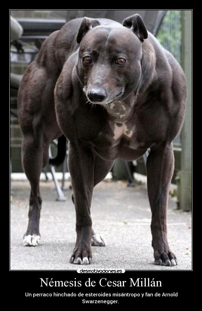 carteles cola perro encantador nemesis misantropo arnold desmotivaciones