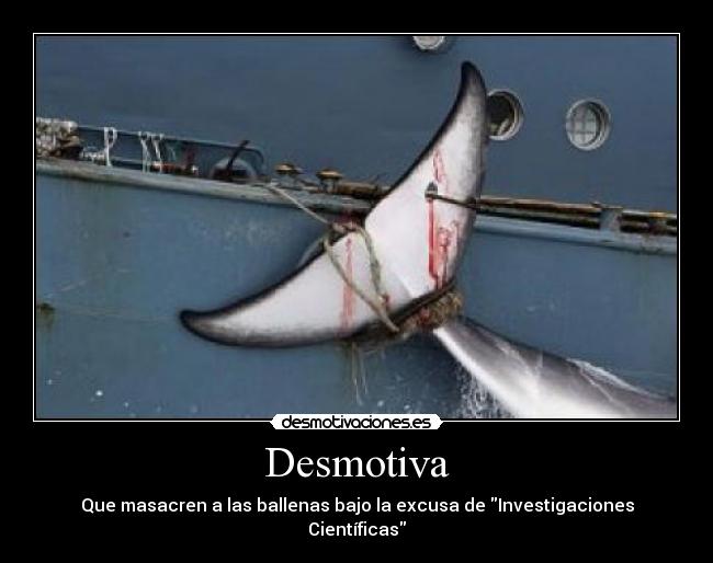 Desmotiva - Que masacren a las ballenas bajo la excusa de Investigaciones Científicas