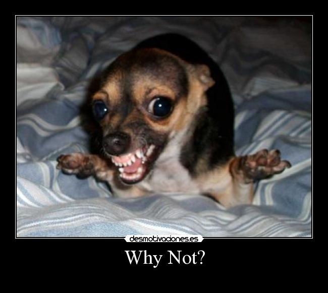 carteles why not desmotivaciones