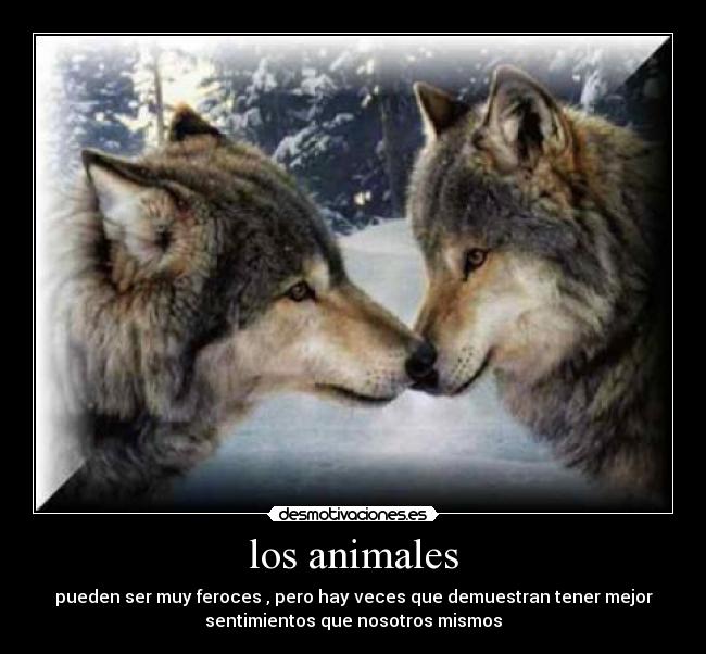 los animales -