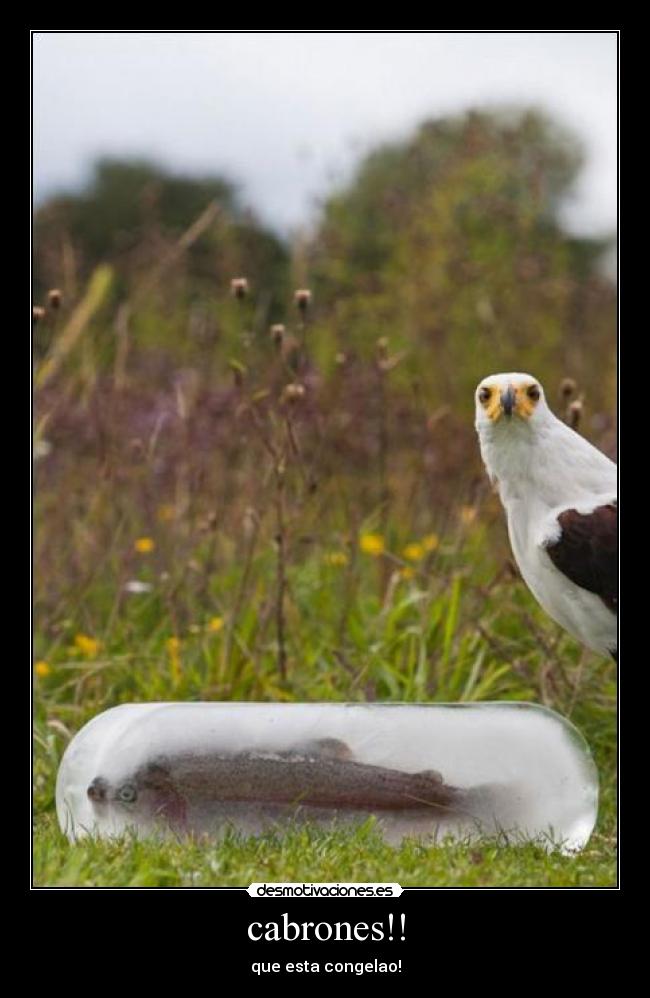 carteles cabrones aguila pez congelao desmotivaciones