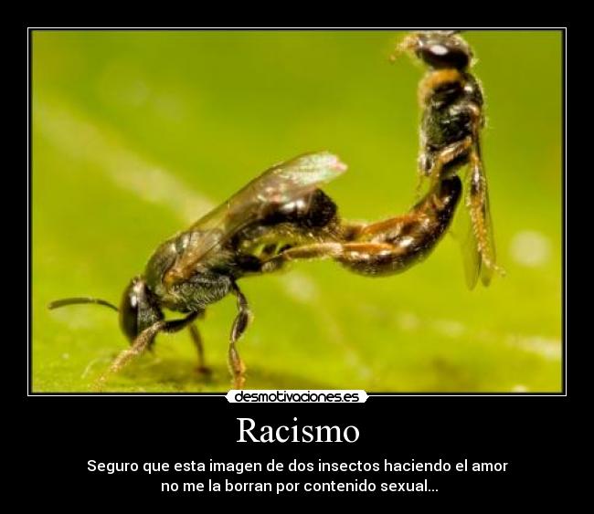 Racismo -