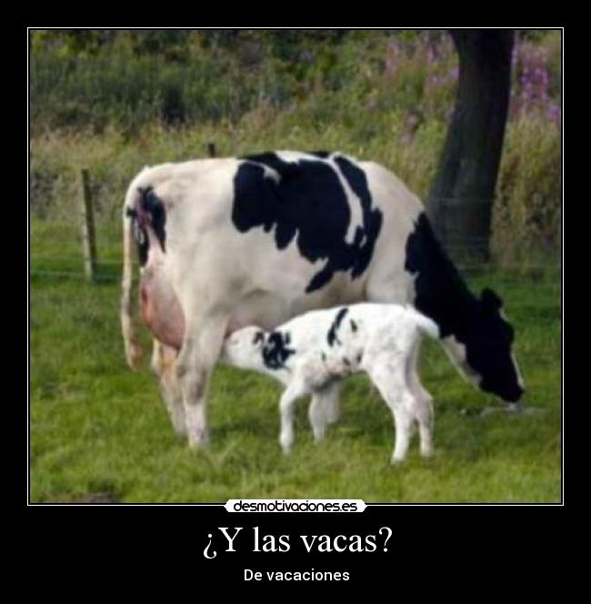 ¿Y las vacas? - De vacaciones