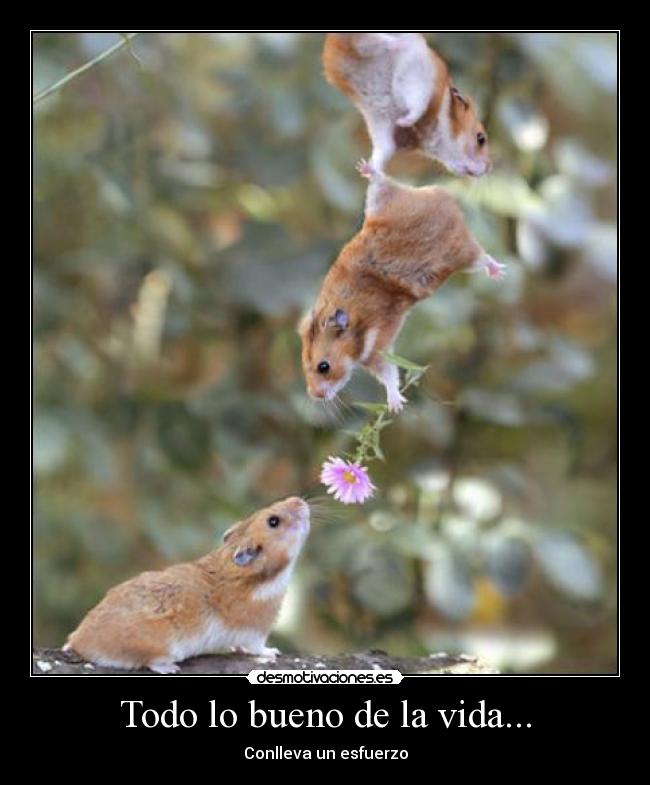 carteles vida ratis desmotivaciones