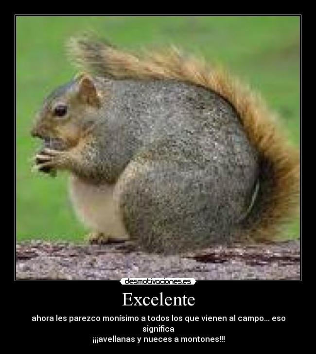 Excelente - ahora les parezco monísimo a todos los que vienen al campo... eso significa
¡¡¡avellanas y nueces a montones!!!