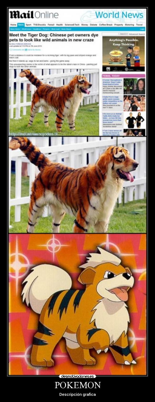 POKEMON - Descripción grafica