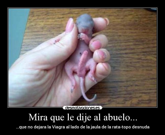 Mira que le dije al abuelo... - ...que no dejara la Viagra al lado de la jaula de la rata-topo desnuda