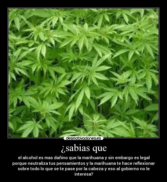 ¿sabias que - el alcohol es mas dañino que la marihuana y sin embargo es legal
porque neutraliza tus pensamientos y la marihuana te hace reflexionar
sobre todo lo que se te pase por la cabeza y eso al gobierno no le
interesa?