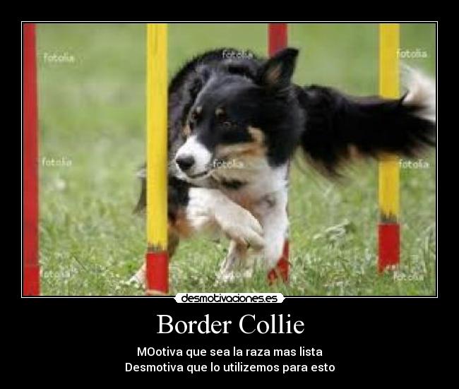 Border Collie - 