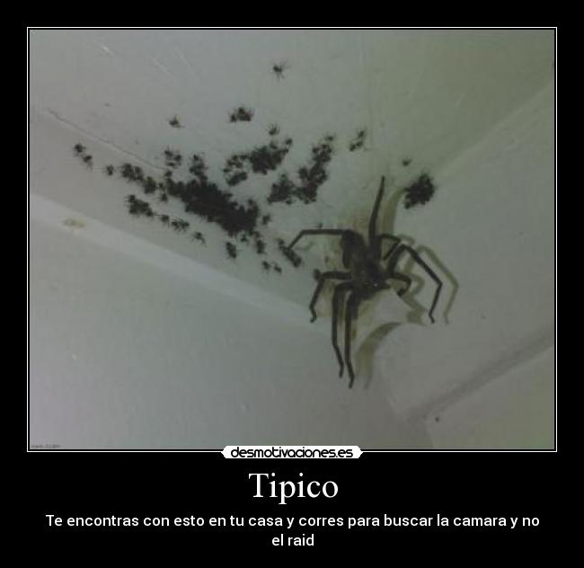 Tipico - Te encontras con esto en tu casa y corres para buscar la camara y no el raid