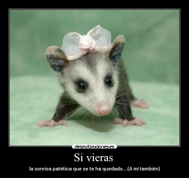 Si vieras -
