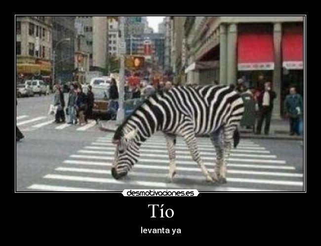 carteles zebra lol zebra lol desmotivaciones