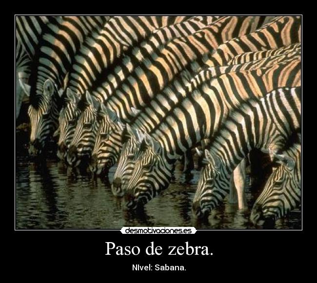 Paso de zebra. - NIvel: Sabana.