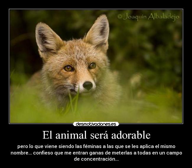 El animal será adorable - pero lo que viene siendo las féminas a las que se les aplica el mismo
nombre... confieso que me entran ganas de meterlas a todas en un campo
de concentración...