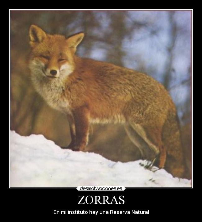 ZORRAS -