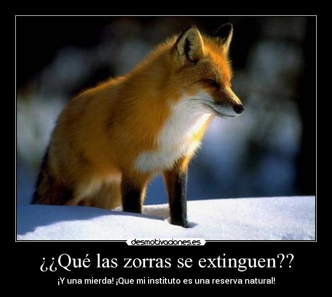 ¿¿Qué las zorras se extinguen?? - 