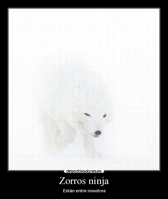 Zorros ninja - 