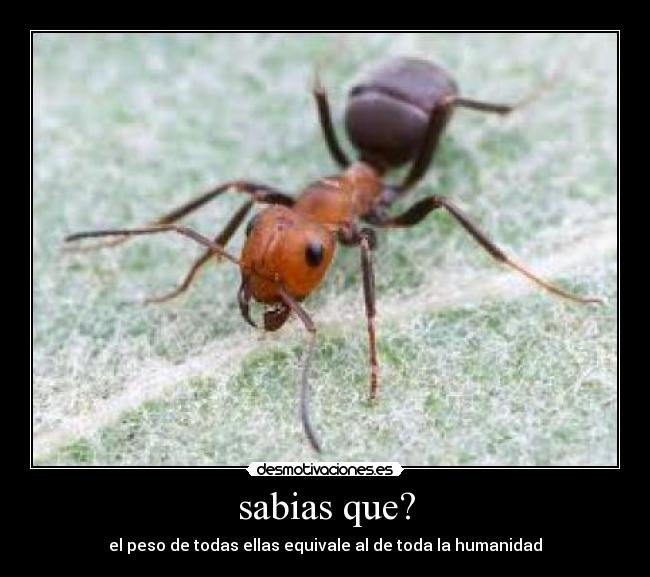sabias que? - el peso de todas ellas equivale al de toda la humanidad
