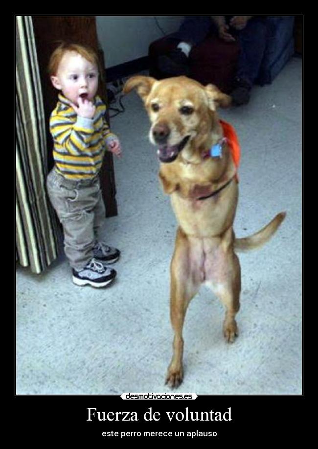 Fuerza de voluntad - este perro merece un aplauso