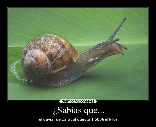 ¿Sabias que... - 