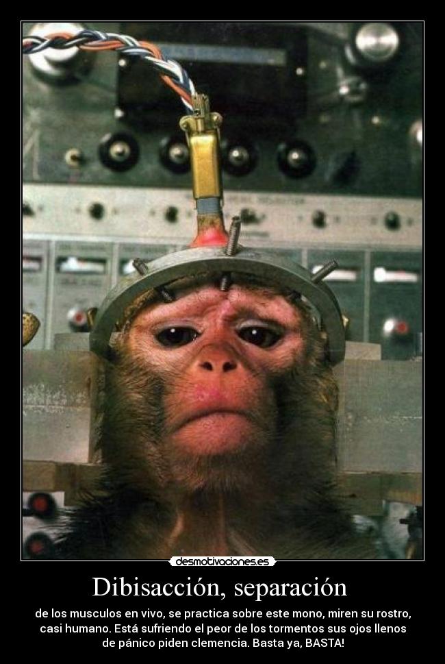Dibisacción, separación - de los musculos en vivo, se practica sobre este mono, miren su rostro,
casi humano. Está sufriendo el peor de los tormentos sus ojos llenos
de pánico piden clemencia. Basta ya, BASTA!