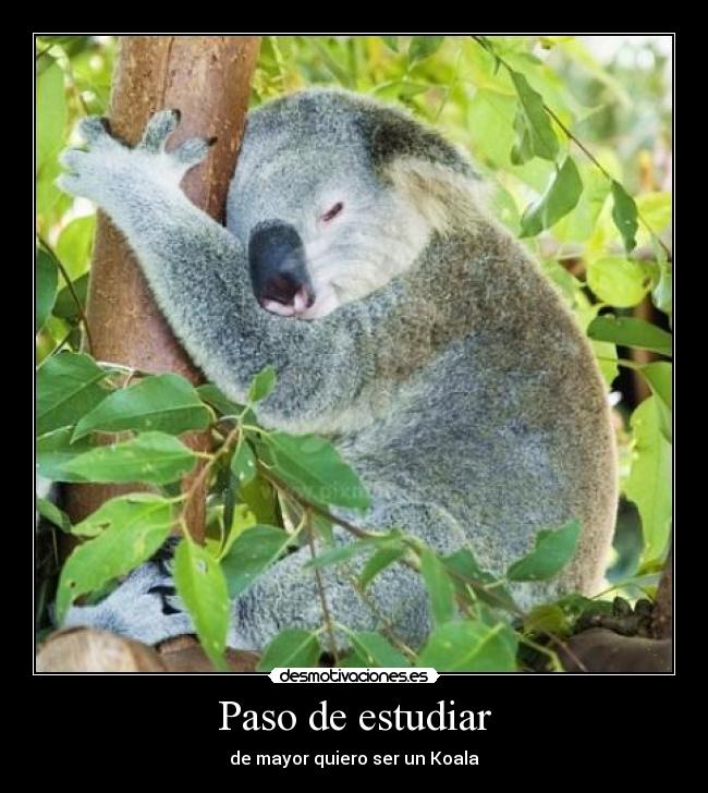 Paso de estudiar - de mayor quiero ser un Koala