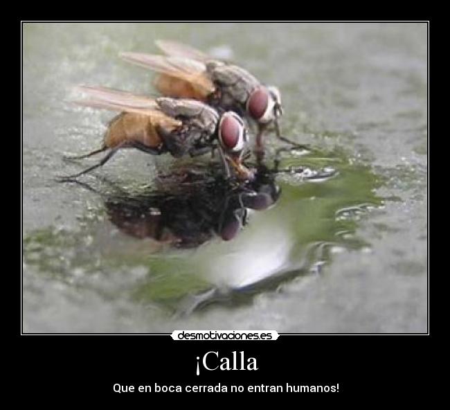 ¡Calla - Que en boca cerrada no entran humanos!