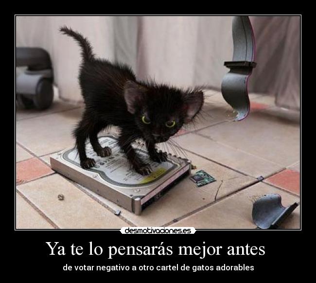 Ya te lo pensarás mejor antes - de votar negativo a otro cartel de gatos adorables