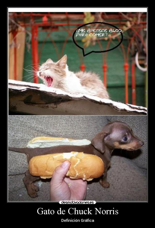 Gato de Chuck Norris - 