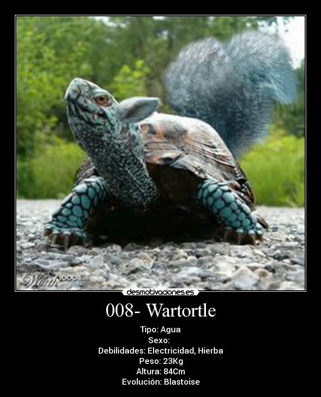 008- Wartortle - 