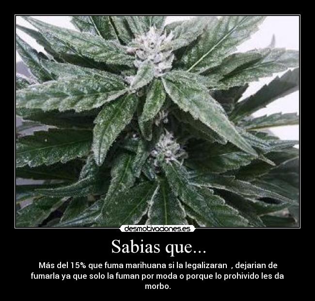 Sabias que... - Más del 15% que fuma marihuana si la legalizaran , dejarian de
fumarla ya que solo la fuman por moda o porque lo prohivido les da
morbo.