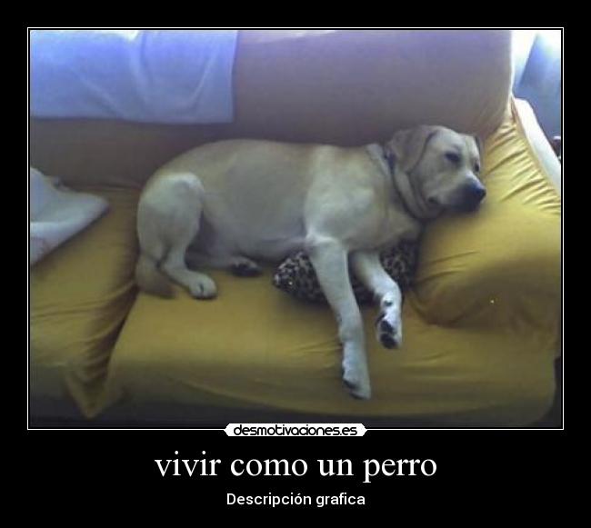 vivir como un perro - 