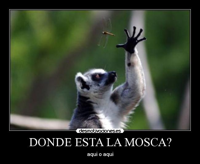 DONDE ESTA LA MOSCA? -