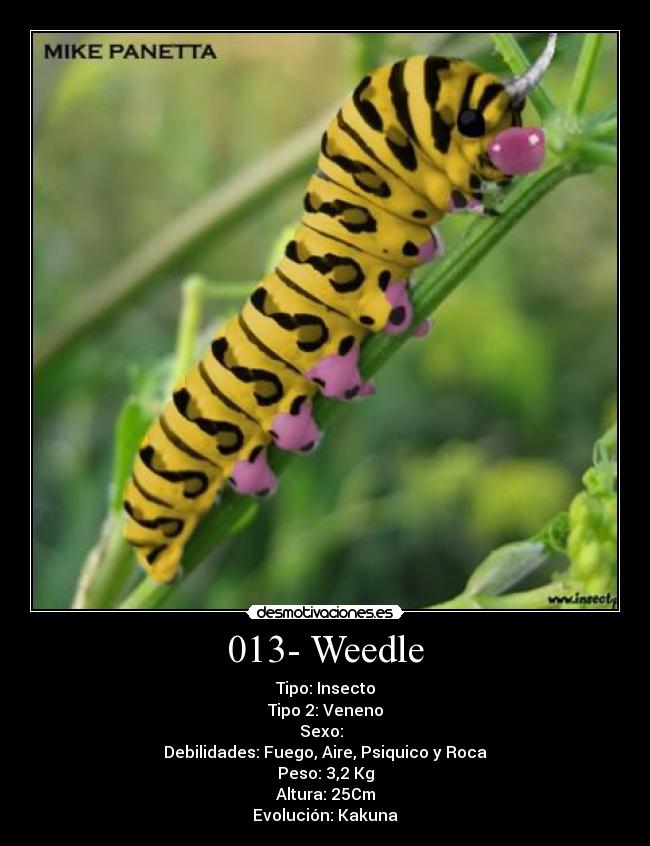 013- Weedle -