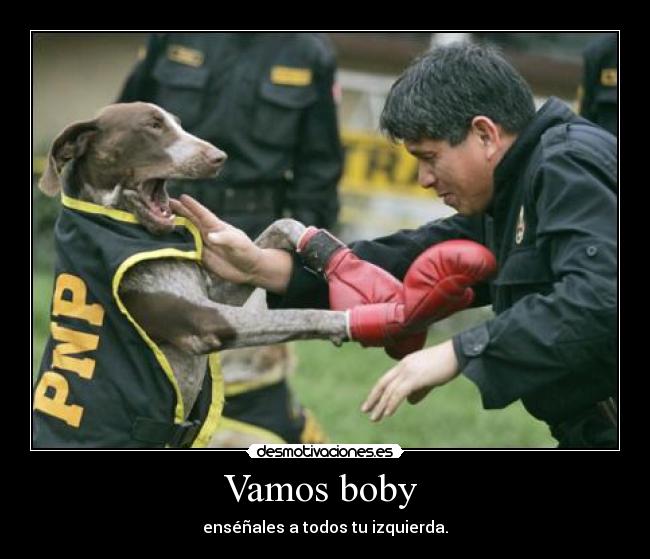 Vamos boby -